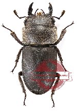 Dorcus parvulus ssp.