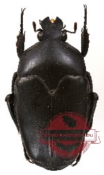 Ischiopsopha (s.str.) durvillei