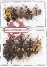 Scientific lot no. 630 Heteroptera (10 pcs A2)