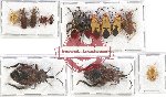 Scientific lot no. 629 Heteroptera (14 pcs)