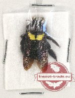 Scientific lot no. 312 Hymenoptera (1 pc)