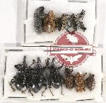 Scientific lot no. 666 Curculionidae (10 pcs)