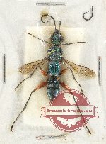 Hymenoptera sp. 100Z