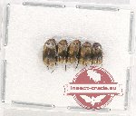 Scientific lot no. 4 Rhipiphoridae (5 pcs)