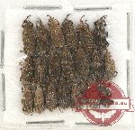 Scientific lot no. 507 Curculionidae (20 pcs)