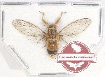 Cicadidae sp. 47 (SPREAD) (5 pcs)