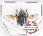 Diptera sp. 45A (5 pcs)
