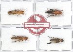 Scientific lot no. 241 Cerambycidae (4 pcs)