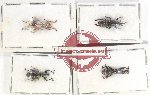 Scientific lot no. 644 Curculionidae (4 pcs)