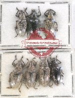 Scientific lot no. 575 Curculionidae (7 pcs)