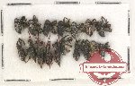 Scientific lot no. 516 Curculionidae (17 pcs)