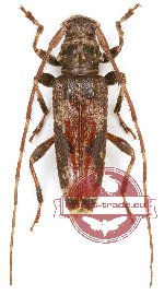 Cerambycidae sp. 84 (5 pcs)