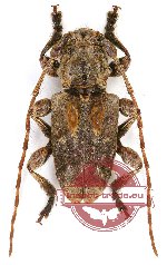 Cerambycidae sp. 73 (A-)