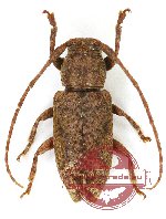 Cerambycidae sp. 75