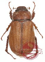 Melolonthinae sp. 24
