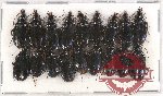 Scientific lot no. 550 Carabidae (18 pcs)