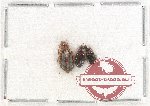 Scientific lot no. 545 Carabidae (3 pcs)