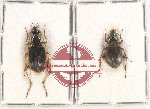 Scientific lot no. 546 Carabidae (2 pcs)