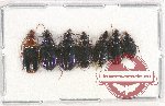 Scientific lot no. 552 Carabidae (7 pcs)