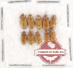 Scientific lot no. 328 Tenebrionidae (10 pcs)