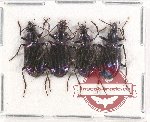 Scientific lot no. 544B Carabidae (4 pcs A2)