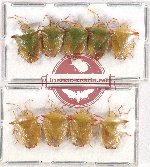Scientific lot no. 950 Heteroptera (9 pcs)