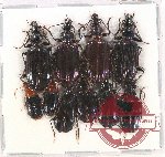 Scientific lot no. 551 Carabidae (10 pcs)
