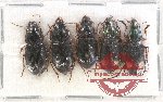Scientific lot no. 543 Carabidae (5 pcs A2)