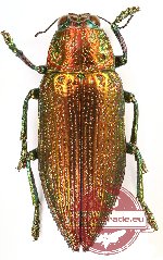 Chrysodema (Pseudochrysodema) fulgida (A-)