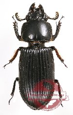 Passalidae sp. 37 (5 pcs)