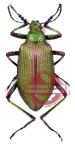 Tenebrionidae sp. 15 (5 pcs)