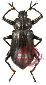 Tenebrionidae sp. 21 (5 pcs)