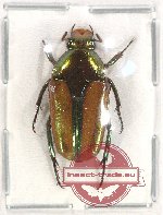 Lomaptera aurea Jákl, 2020