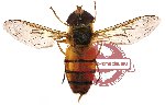 Diptera sp. 25 (SPREAD)
