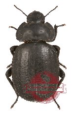 Tenebrionidae sp. 36