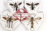 Scientific lot no. 69 Diptera (4 pcs)
