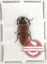 Callirhipidae sp. 1A (A2)