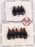Scientific lot no. 554 Carabidae (8 pcs)