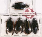 Scientific lot no. 76 Dytiscidae (5 pcs)