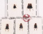 Scientific lot no. 548 Carabidae (6 pcs)