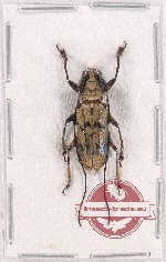 Planodes leporinus Pascoe, 1865