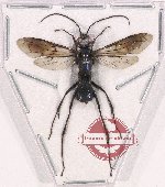 Hymenoptera sp. 122
