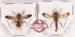 Scientific lot no. 69 Diptera (2 pcs)