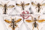 Scientific lot no. 28 Diptera (Asilidae) (5 pcs)