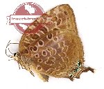 Arhopala anthelus (A-)