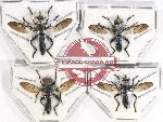 Scientific lot no. 68 Diptera (4 pcs)