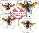 Scientific lot no. 236 Hymenoptera (Vespa spp.) (4 pcs)