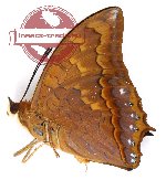 Charaxes affinis spadix (A-)