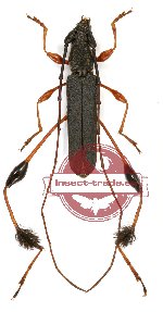 Cerambycidae sp. 54 (10 pcs)