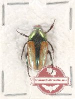Lomaptera mapia Jákl, 2020